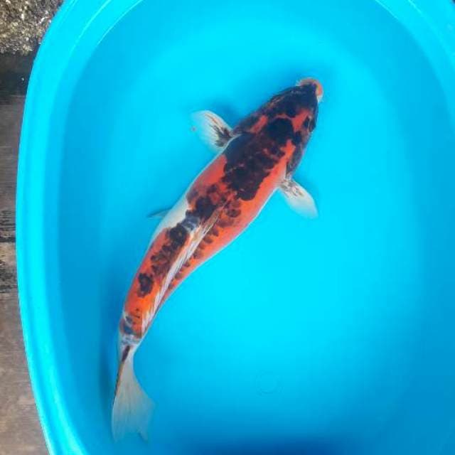 44cm antik