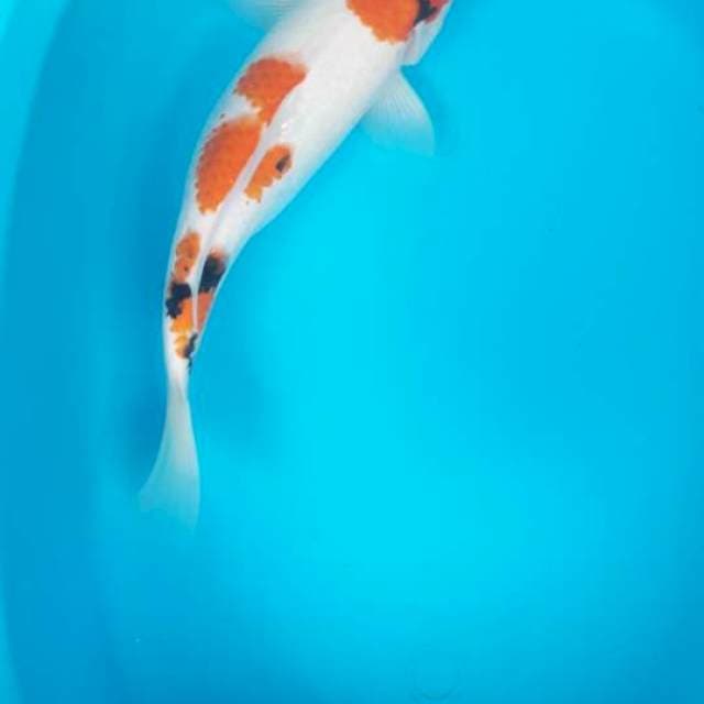 33 cm showa