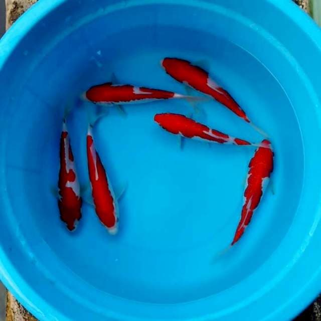 Red kohaku original (sisik dan doitsu) 