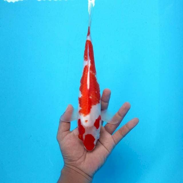 G. Kohaku #29cm
