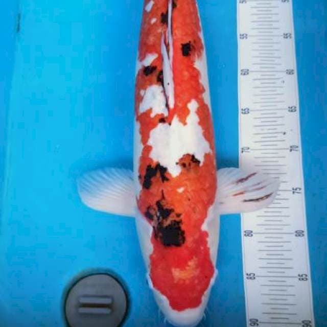 Sanke jumbo 65 cm male