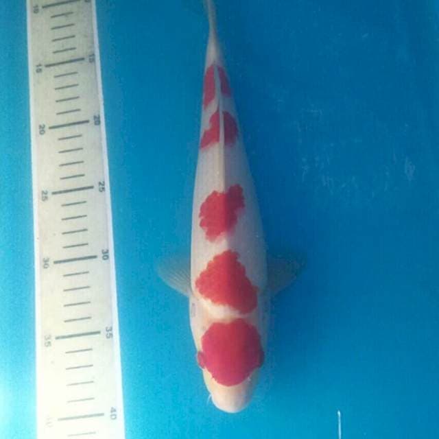 Maruten Gondan Kohaku, 30 cm