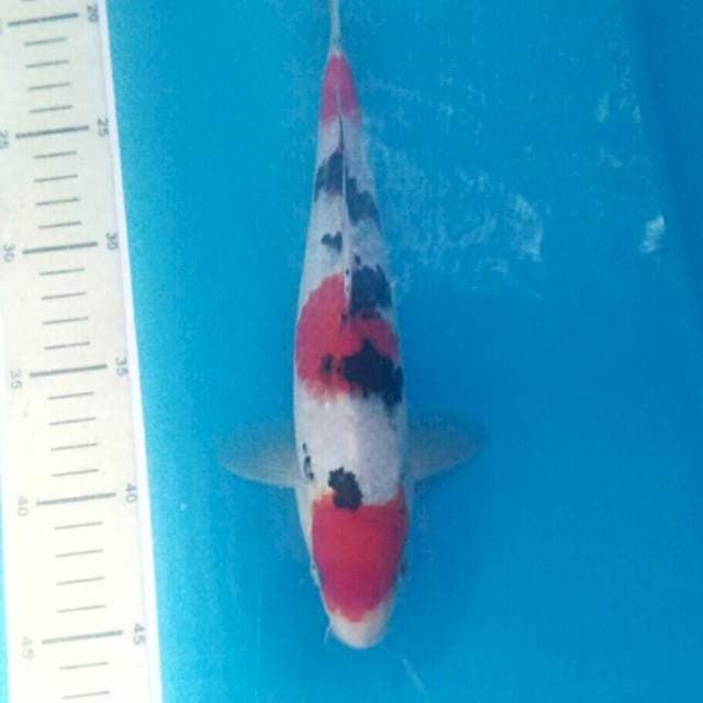 Sanke, male 28 cm