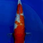 Kohaku Ginrin, 32 cm