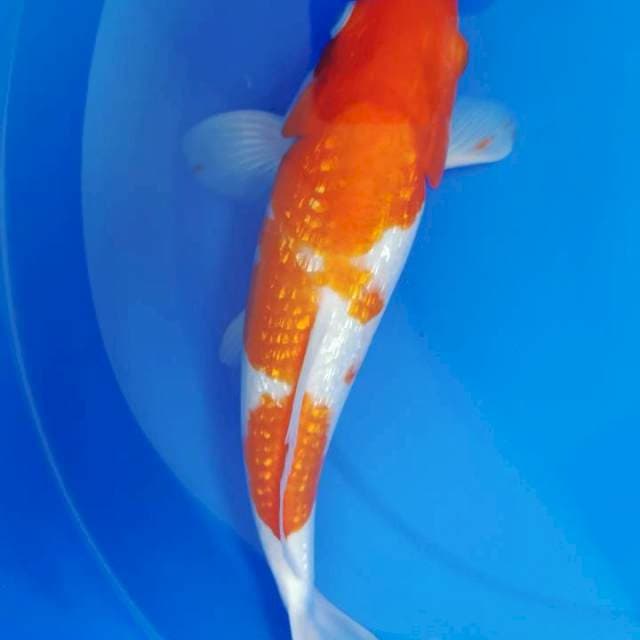 Kohaku Ginrin, 32 cm