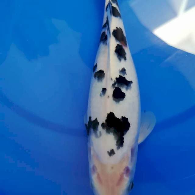Bekko Prospect, 30 cm