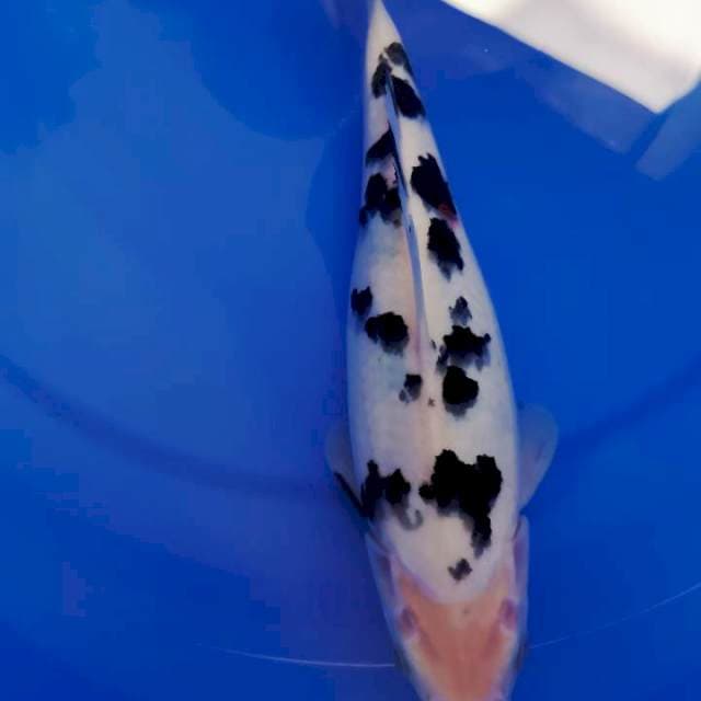 Bekko Prospect, 30 cm