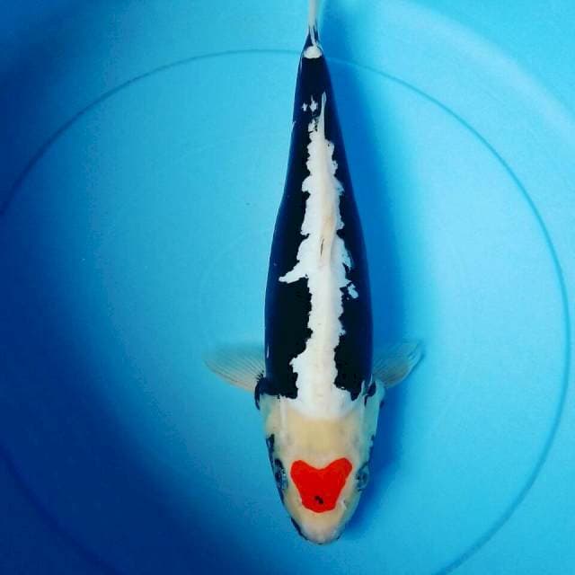 Tanci kumonruyu