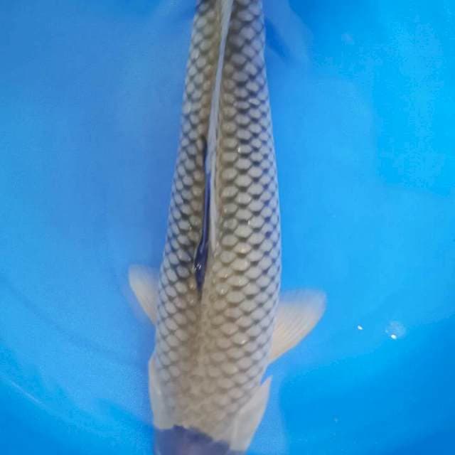 Soragoi Jaring special, 40 cm