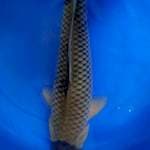 Soragoi Jaring special, 40 cm