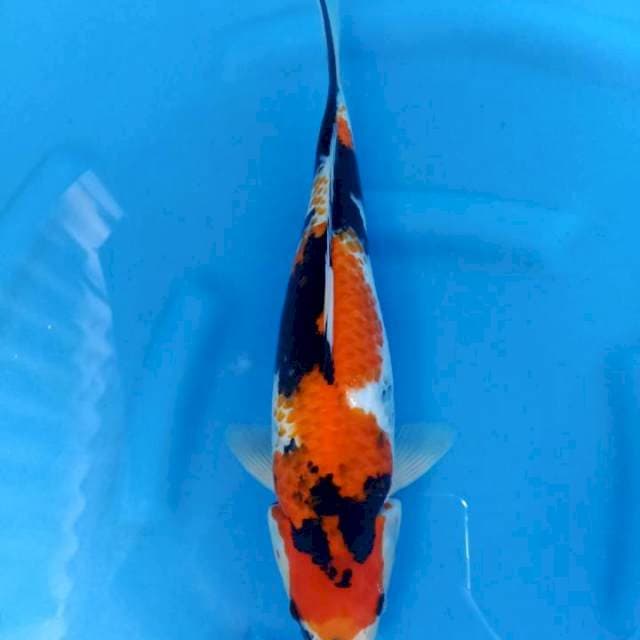 Kanoko showa 40 cm