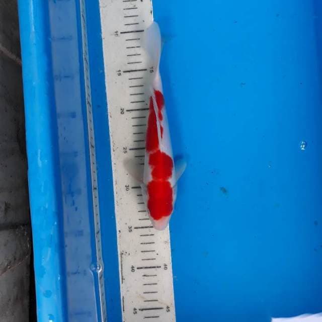 Kohaku
