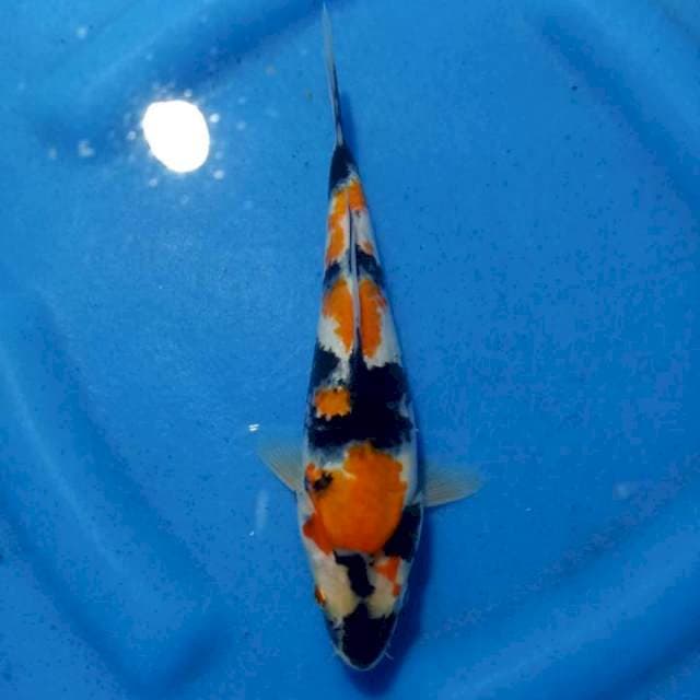Showa 24 cm