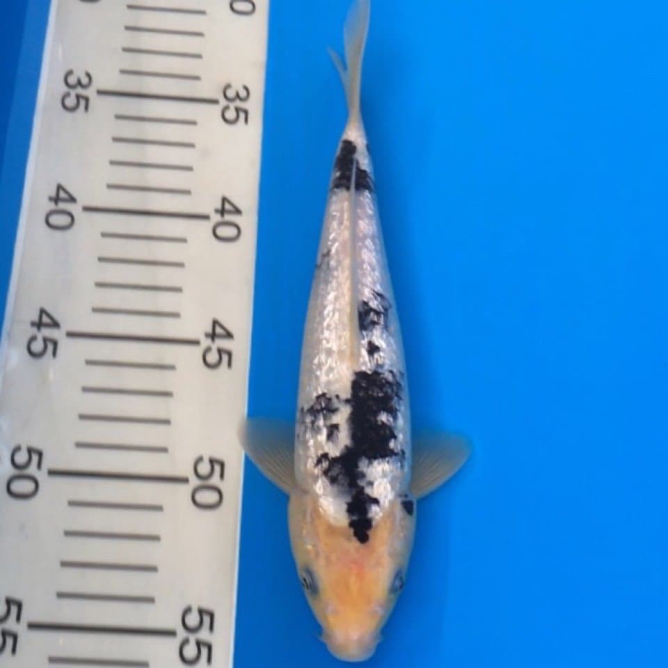 bekko full ginrin 23,cm