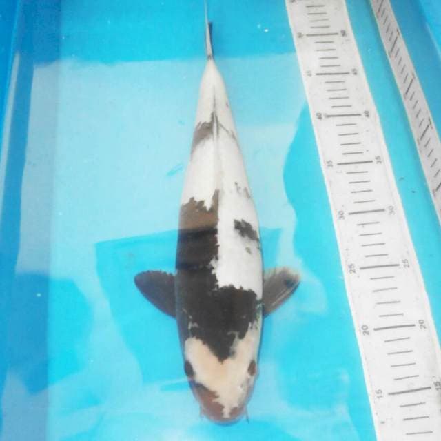 39cm F1 SHIRO BAGUS