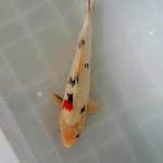 Sanke flag