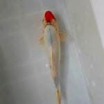 Tancho Kohaku