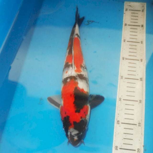 34cm NIDAN SHOWA