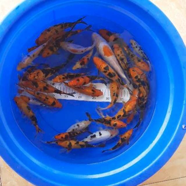 Mix koi 30 ekor