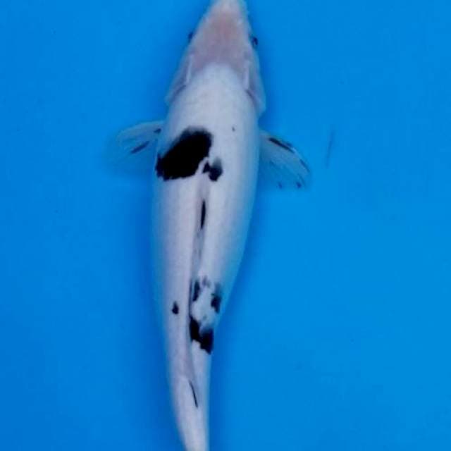 Bekko 35cm