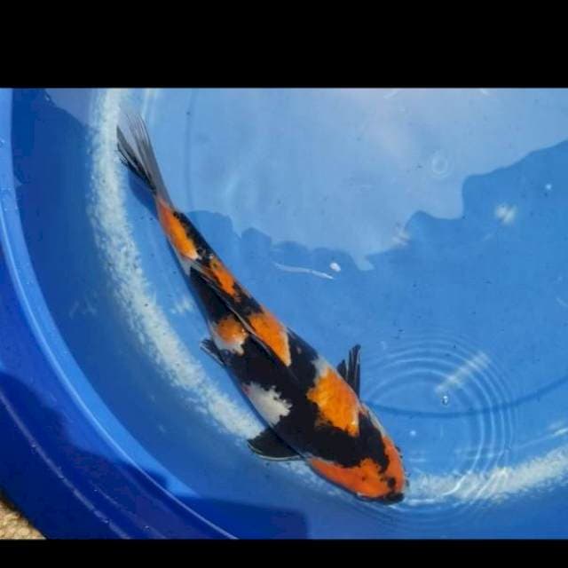 Showa 34cm
