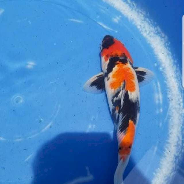Showa 30cm