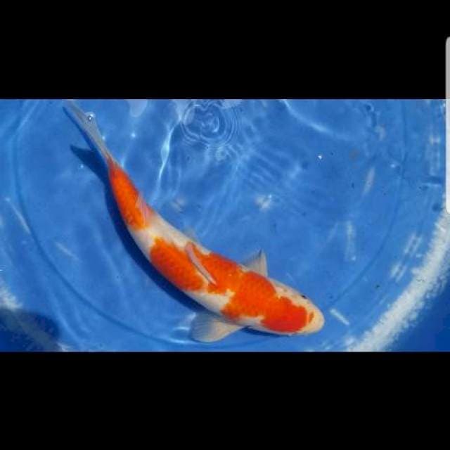 Kohaku 35cm
