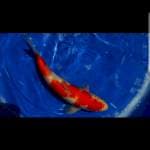 Kohaku 35cm