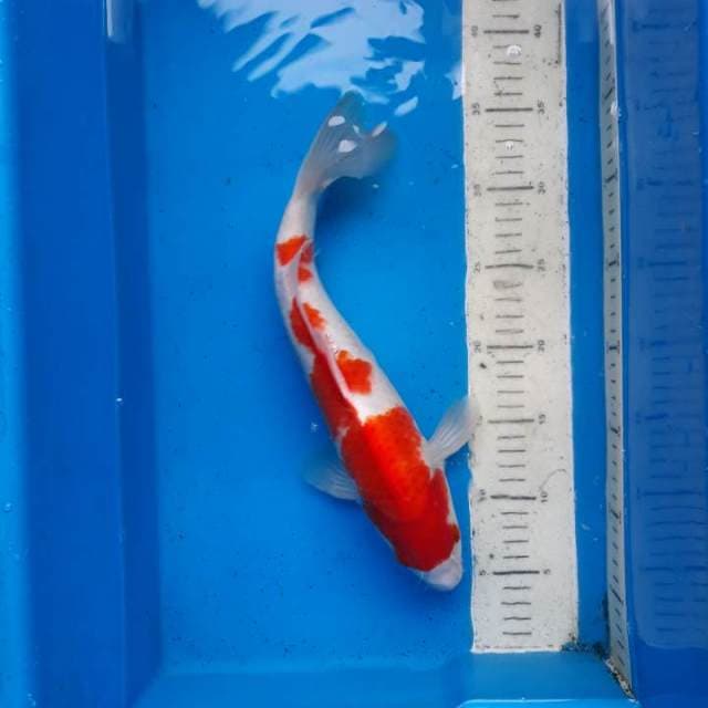 Kohaku 