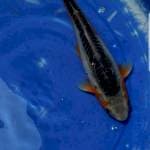 Shusui 35cm