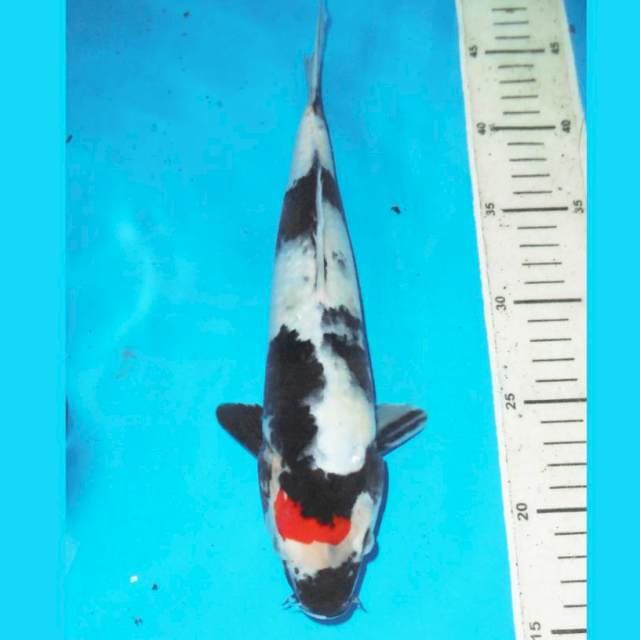 Tanco Showa bagus 30cm