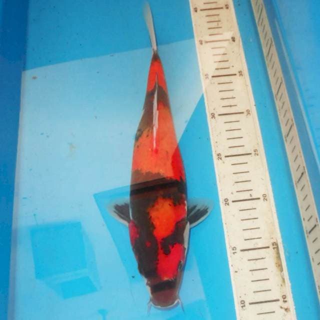 Hi utsuri 35 cm