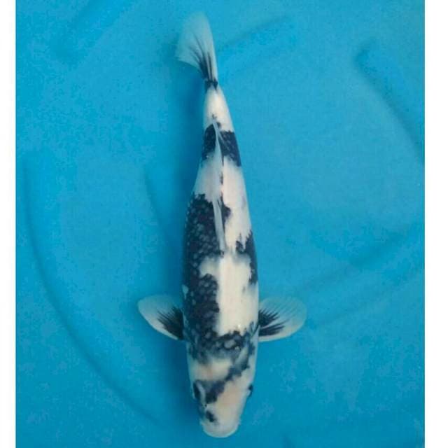 Okawa Jumbo Female Shiro