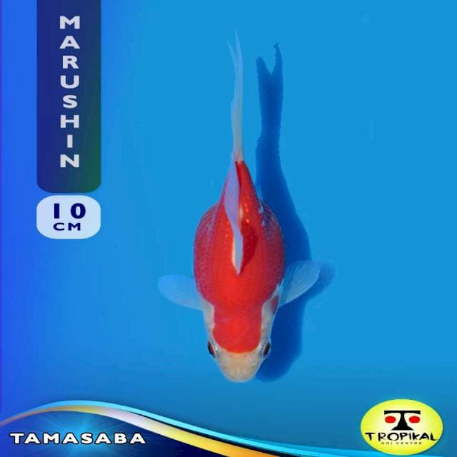 Tamasaba (Marushin Farm) 10cm. Import & Breeder Sertifikat