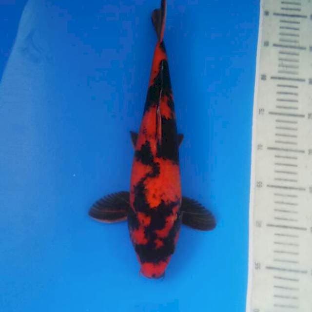 Hi Utsuri male 35 cm