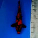 Hi Utsuri male 35 cm