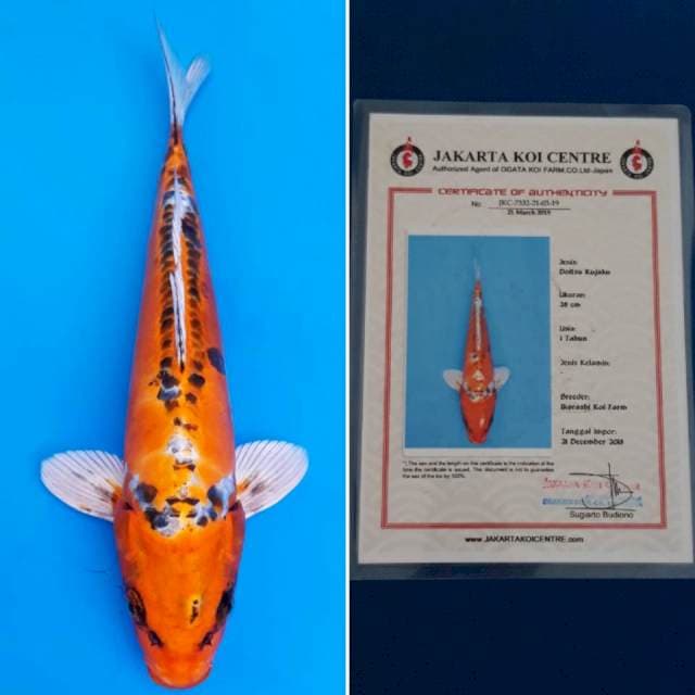 Ikarashi doitsu kujaku 32cm