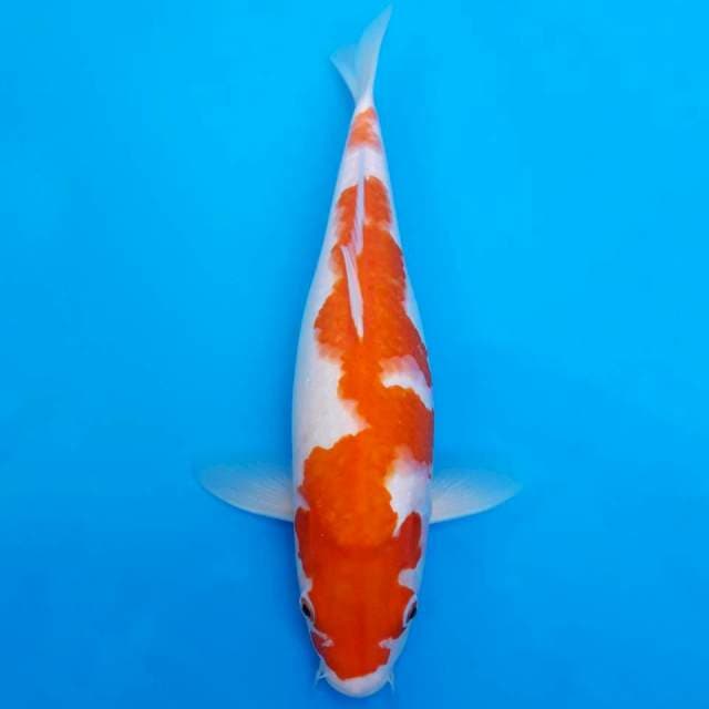 Inazuma kohaku 35cm