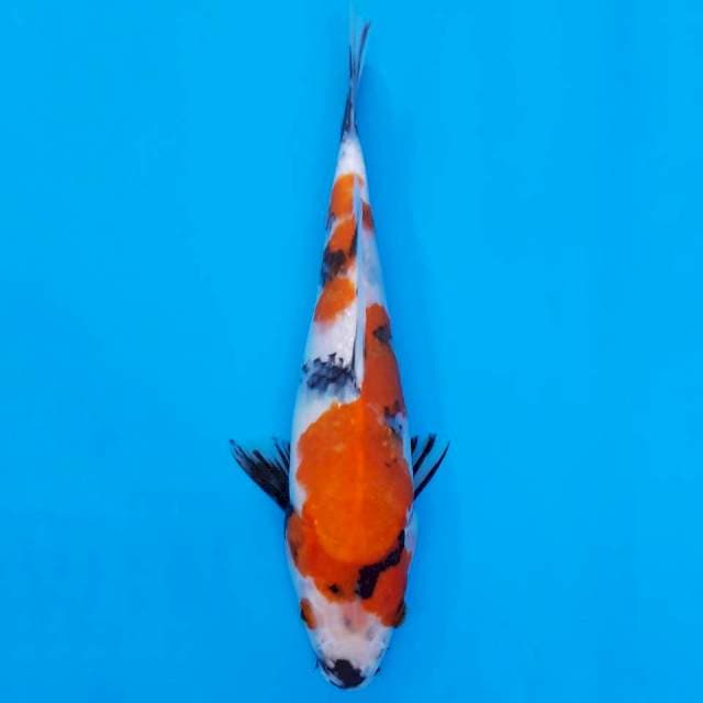 Showa prospek cerah 25cm