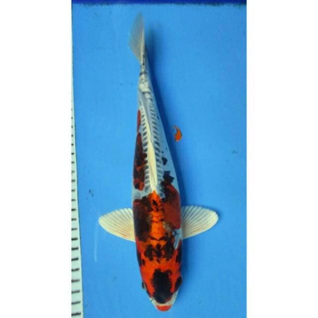 7KOI_KUJAKU MALE_32CM
