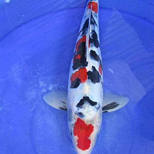Showa doitsu ±32cm