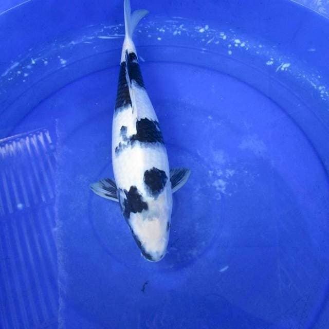 Super white black shiro ±36cm Hq