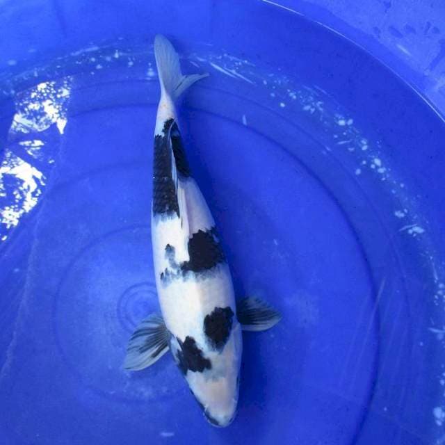 Super white black shiro ±36cm Hq