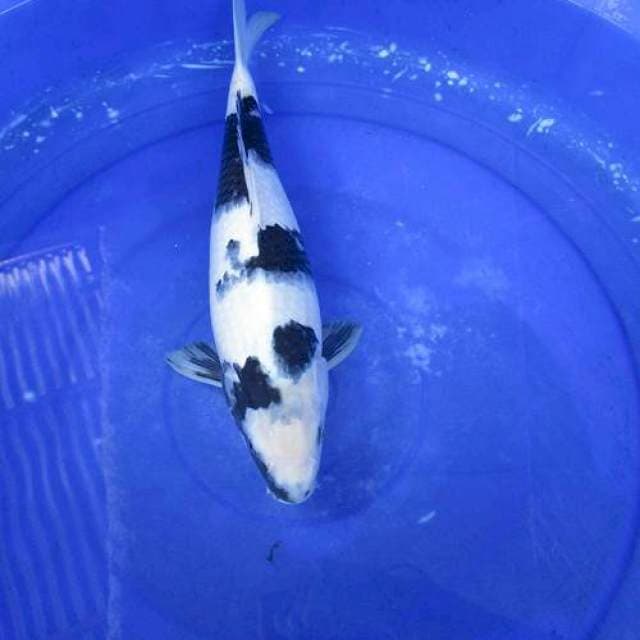 Super white black shiro ±36cm Hq