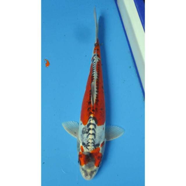 7KOI_KUJAKU DOITSHU_36CM