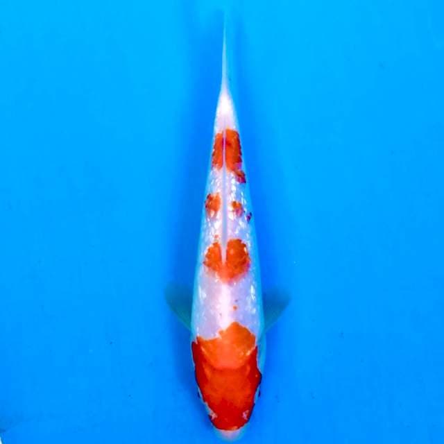 Ginrin Kohaku 21cm