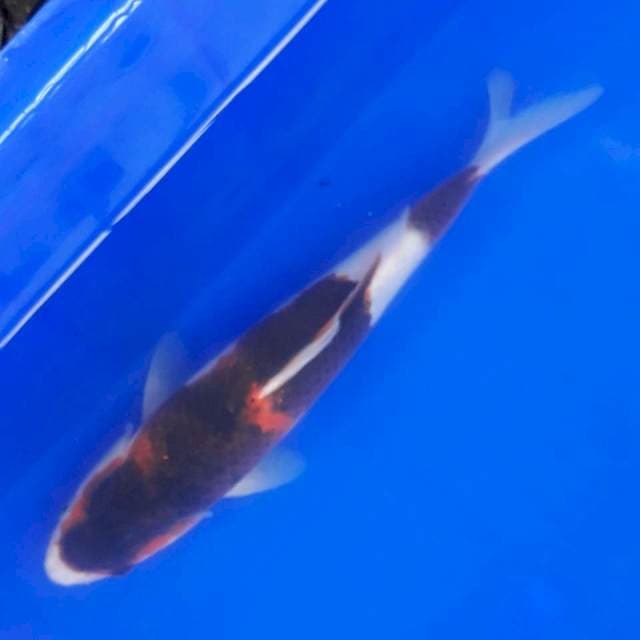 Goromo