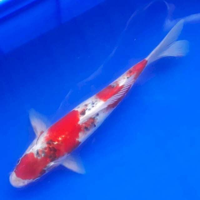 Super Red