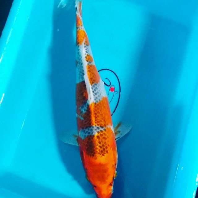 Kojaku 35cm fm