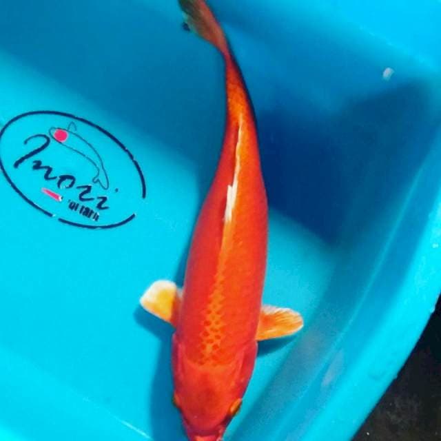 Orenji 27 cm